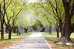 Empty streets in a park with green trees.