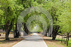 Empty streets in a park with green trees.