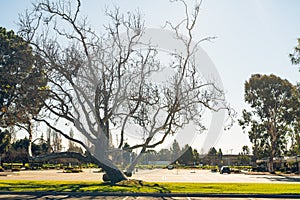 Empty student parking lot close to Santa Maria  college, California, during the temporary shut down