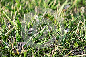 Empty sunflower seed shells tossed in on the ground and grass