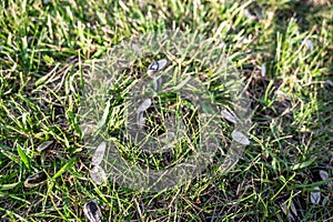 Empty sunflower seed shells tossed in on the ground and grass