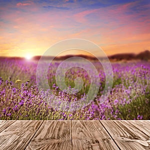 Empty surface in lavender field at sunset