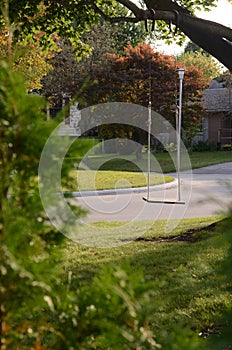 Empty swing hanging from a tree branch