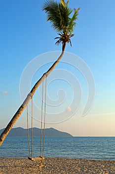 Empty swing hanging from a tree on romantic