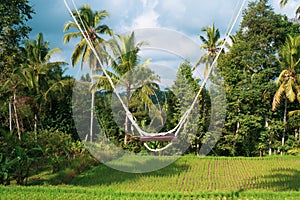 Empty swing over beautiful rice fields with tropical palm trees background