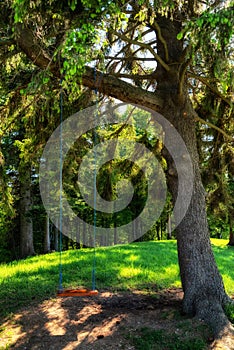 Empty swing on the tree in summer forest