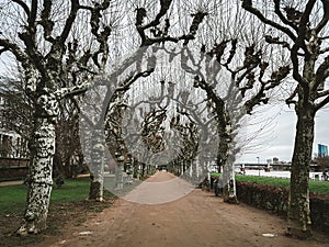 Empty sycamore trees alley in Frankfurt near the riverfront promenade. Weird bare trees in winter and river Main in the background