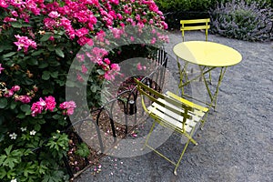 Empty Table and Charis next to a Beautiful Rose Bush at Union Square Park in New York City during Spring