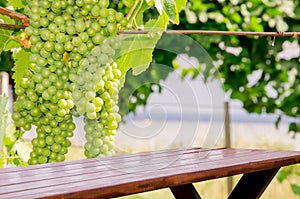 Empty Table in Vineyard
