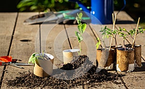 toilet paper roll recycled as a seedling planter, vegetable seedlings being potted into cardboard toilet paper rolls outside photo