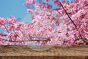 Empty top wooden table with Wild Himalayan Cherry Prunus cerasoides, Sakura in Thailand