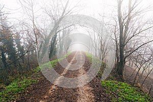 Empty track in the countryside on a foggy winter morning