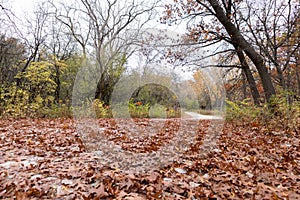 Empty Trail Covered with Leaves and Lined with Colorful Trees during Autumn at the Waterfall Glen Forest Preserve in Lemont Illino