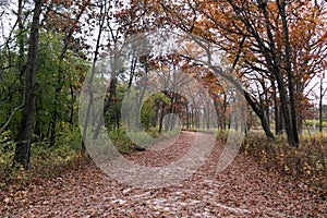 Empty Trail Covered with Leaves and Lined with Colorful Trees during Autumn at the Waterfall Glen Forest Preserve in Lemont Illino