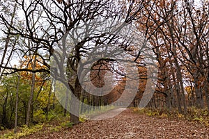 Empty Trail Covered with Leaves and Lined with Colorful Trees during Autumn at the Waterfall Glen Forest Preserve in Lemont Illino