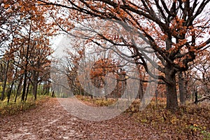 Empty Trail Covered with Leaves and Lined with Colorful Trees during Autumn at the Waterfall Glen Forest Preserve in Lemont Illino