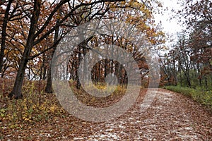 Empty Trail Covered with Leaves and Lined with Colorful Trees during Autumn at the Waterfall Glen Forest Preserve in Lemont Illino