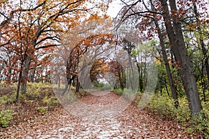 Empty Trail Covered with Leaves and Lined with Colorful Trees during Autumn at the Waterfall Glen Forest Preserve in Lemont Illino