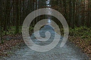 Empty trail in foggy forest. Footpath in misty woods. Autumn nature landscape. Rural tranquil scenery. Wanderlust concept.