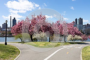 Empty Trails with Pink Flowering Crabapple Trees during Spring at Rainey Park in Astoria Queens New York