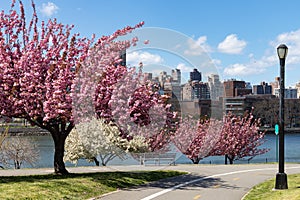 Empty Trails with Pink Flowering Crabapple Trees during Spring at Rainey Park in Astoria Queens New York