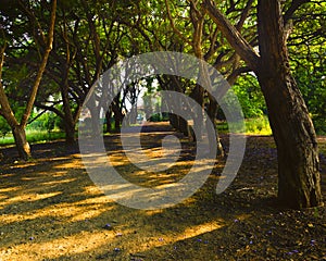 Empty Tree Avenue in the town of Zichron Yaacov