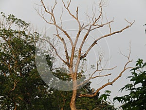 Empty tree glowing morning