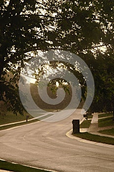 Empty tree lined road