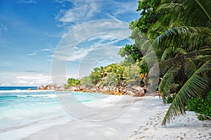Empty tropical beach with Coconut palm trees, La Digue, Seychelles