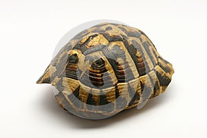 Empty turtle shell