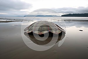 an empty turtle shell washed up on a tsunami-hit beach