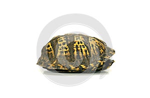 Empty turtle shell on white