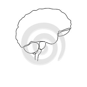 Empty, unfilled shell of the human brain. Symbolizes lack of knowledge or education and intelligence. Continuous one line art tech
