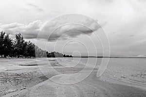 Empty vast sand beach horizon with pine tree and cloudy sky - black and white