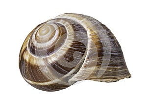 Empty vine snail shell. The shell protects the swordfish from the weather