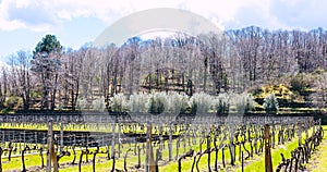 Empty vineyard in Etna winemaking area in spring