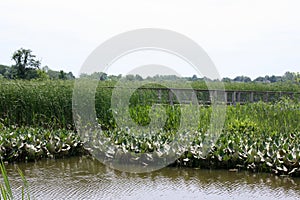 An empty walking bridge and spatterdock at the Russell W. Peterson Urban Wildlife Refuge in Wilmington, Delaware