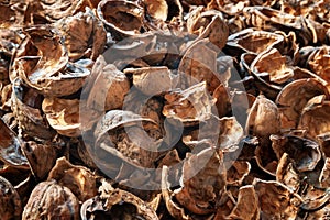 Empty walnut shell. Nut shell background. Nut texture close up. Selective focus