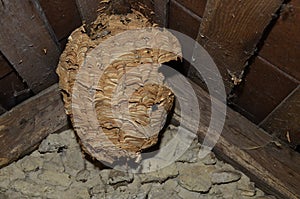 Empty wasp`s nest stuck to the wooden door of the shed, close up photo