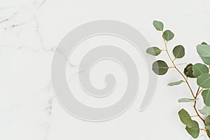 Empty white copy space and green eucalyptus branches on white marble table background