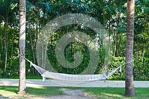 Empty white hammock hanging between two palm trees in garden wit