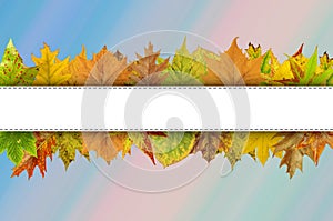 Empty white line for Happy Thanksgiving typography on autumn leaves