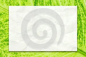 Empty white paper on green leaf background for business education and communication concept design