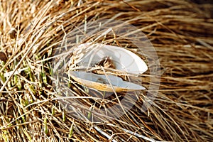 an empty white snail shell on the ground