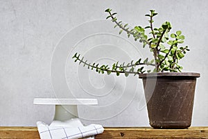 empty white stand cake with pot of Portulacaria Afra - elephant bush is a small on wood table .