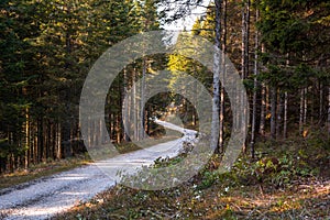 Winding forest path in the mountains at sunset