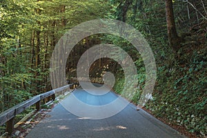 Empty winding road in Julian Alps forest