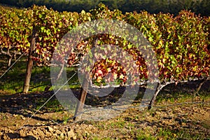 Active agriculture. An empty winefarm in autumn. photo