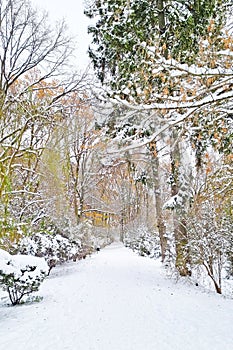 Empty winter path in the park on a winter day.