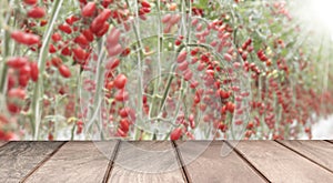 Empty wood on cherry tomatoes garden background